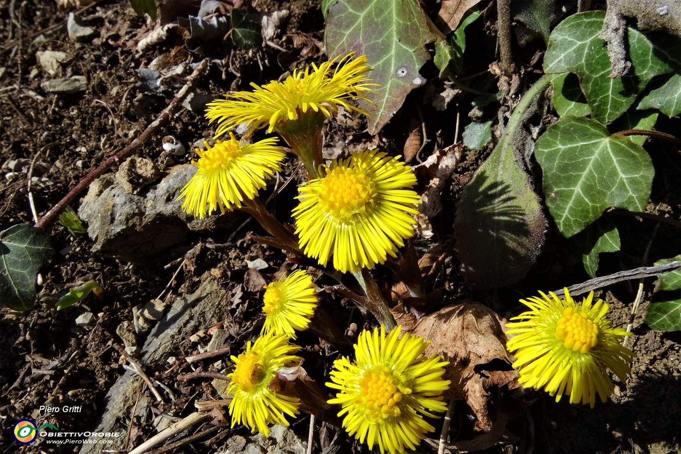 41 Il giallo primaverile in esplosione.JPG